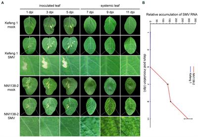 Comparative transcriptome analysis reveals key pathways and regulatory networks in early resistance of Glycine max to soybean mosaic virus